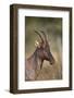 Topi (Tsessebe) (Damaliscus Lunatus), Serengeti National Park, Tanzania, East Africa, Africa-James Hager-Framed Photographic Print