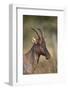 Topi (Tsessebe) (Damaliscus Lunatus), Serengeti National Park, Tanzania, East Africa, Africa-James Hager-Framed Photographic Print