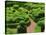 Topiary Garden at Chateau de Marqueyssac-David Burton-Stretched Canvas