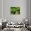 Topiary Garden at Chateau de Marqueyssac-David Burton-Photographic Print displayed on a wall