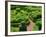 Topiary Garden at Chateau de Marqueyssac-David Burton-Framed Photographic Print