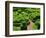 Topiary Garden at Chateau de Marqueyssac-David Burton-Framed Photographic Print