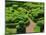 Topiary Garden at Chateau de Marqueyssac-David Burton-Mounted Photographic Print