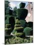 Topiary, Levens Hall, Cumbria, England, United Kingdom-Adam Woolfitt-Mounted Photographic Print