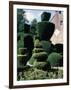 Topiary, Levens Hall, Cumbria, England, United Kingdom-Adam Woolfitt-Framed Photographic Print