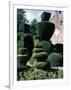 Topiary, Levens Hall, Cumbria, England, United Kingdom-Adam Woolfitt-Framed Photographic Print