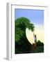 Topiary Wave-Larry Smart-Framed Giclee Print