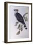 Topknot Pigeon (Lopholaimus Antarcticus)-John Gould-Framed Giclee Print