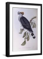 Topknot Pigeon (Lopholaimus Antarcticus)-John Gould-Framed Giclee Print