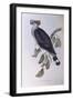 Topknot Pigeon (Lopholaimus Antarcticus)-John Gould-Framed Giclee Print