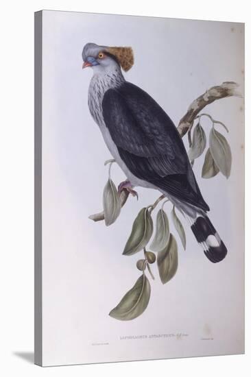 Topknot Pigeon (Lopholaimus Antarcticus)-John Gould-Stretched Canvas