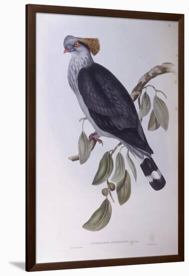 Topknot Pigeon (Lopholaimus Antarcticus)-John Gould-Framed Giclee Print