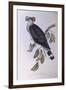 Topknot Pigeon (Lopholaimus Antarcticus)-John Gould-Framed Giclee Print