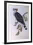 Topknot Pigeon (Lopholaimus Antarcticus)-John Gould-Framed Giclee Print