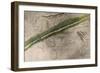 Topographical Chart of the Battlefield of the Little Big Horn-Amos Bad Heart Buffalo-Framed Giclee Print