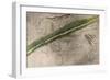 Topographical Chart of the Battlefield of the Little Big Horn-Amos Bad Heart Buffalo-Framed Giclee Print