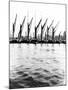 Topsail Barges at Anchor on the Thames, Some with Topsails Lowered, London, C1905-null-Mounted Photographic Print