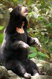 Asian Black Bear.-topten22photo-Photographic Print