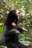 Asian Black Bear.-topten22photo-Photographic Print