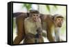 Toque Macaque (Macaca Sinica Sinica) Group Feeding in Garden, Sri Lanka-Ernie Janes-Framed Stretched Canvas