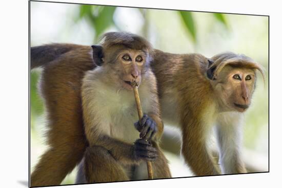 Toque Macaque (Macaca Sinica Sinica) Group Feeding in Garden, Sri Lanka-Ernie Janes-Mounted Photographic Print