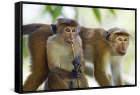 Toque Macaque (Macaca Sinica Sinica) Group Feeding in Garden, Sri Lanka-Ernie Janes-Framed Stretched Canvas