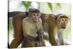 Toque Macaque (Macaca Sinica Sinica) Group Feeding in Garden, Sri Lanka-Ernie Janes-Stretched Canvas