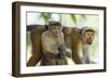 Toque Macaque (Macaca Sinica Sinica) Group Feeding in Garden, Sri Lanka-Ernie Janes-Framed Photographic Print