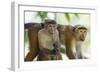 Toque Macaque (Macaca Sinica Sinica) Group Feeding in Garden, Sri Lanka-Ernie Janes-Framed Photographic Print