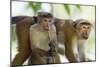 Toque Macaque (Macaca Sinica Sinica) Group Feeding in Garden, Sri Lanka-Ernie Janes-Mounted Photographic Print