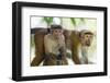 Toque Macaque (Macaca Sinica Sinica) Group Feeding in Garden, Sri Lanka-Ernie Janes-Framed Photographic Print