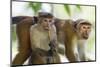 Toque Macaque (Macaca Sinica Sinica) Group Feeding in Garden, Sri Lanka-Ernie Janes-Mounted Photographic Print