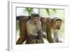 Toque Macaque (Macaca Sinica Sinica) Group Feeding in Garden, Sri Lanka-Ernie Janes-Framed Photographic Print