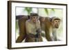 Toque Macaque (Macaca Sinica Sinica) Group Feeding in Garden, Sri Lanka-Ernie Janes-Framed Photographic Print