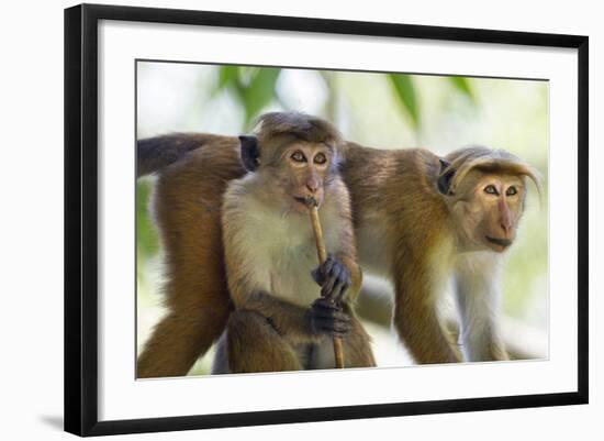 Toque Macaque (Macaca Sinica Sinica) Group Feeding in Garden, Sri Lanka-Ernie Janes-Framed Photographic Print