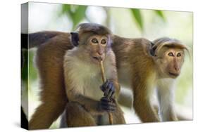 Toque Macaque (Macaca Sinica Sinica) Group Feeding in Garden, Sri Lanka-Ernie Janes-Stretched Canvas