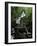 Torc Waterfall, Killarney, County Kerry, Munster, Eire (Republic of Ireland)-Roy Rainford-Framed Photographic Print