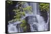 Torc Waterfall, Killarney National Park, near Killarney, County Kerry, Munster, Republic of Ireland-Nigel Hicks-Framed Stretched Canvas