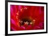 Torch Cactus (Trichocereus sp.) Close-up of flower - Arizona, USA-Malcolm Schuyl-Framed Photographic Print