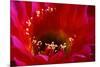 Torch Cactus (Trichocereus sp.) Close-up of flower - Arizona, USA-Malcolm Schuyl-Mounted Photographic Print