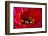 Torch Cactus (Trichocereus sp.) Close-up of flower - Arizona, USA-Malcolm Schuyl-Framed Photographic Print