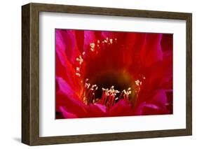 Torch Cactus (Trichocereus sp.) Close-up of flower - Arizona, USA-Malcolm Schuyl-Framed Photographic Print