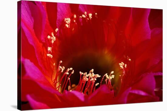 Torch Cactus (Trichocereus sp.) Close-up of flower - Arizona, USA-Malcolm Schuyl-Stretched Canvas