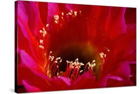 Torch Cactus (Trichocereus sp.) Close-up of flower - Arizona, USA-Malcolm Schuyl-Stretched Canvas