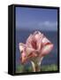 Torch Ginger and Blue Sky, Maui, Hawaii, USA-Darrell Gulin-Framed Stretched Canvas