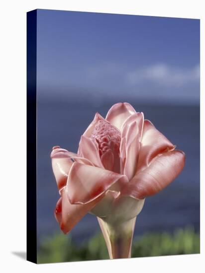 Torch Ginger and Blue Sky, Maui, Hawaii, USA-Darrell Gulin-Stretched Canvas