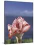 Torch Ginger and Blue Sky, Maui, Hawaii, USA-Darrell Gulin-Stretched Canvas