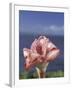 Torch Ginger and Blue Sky, Maui, Hawaii, USA-Darrell Gulin-Framed Premium Photographic Print