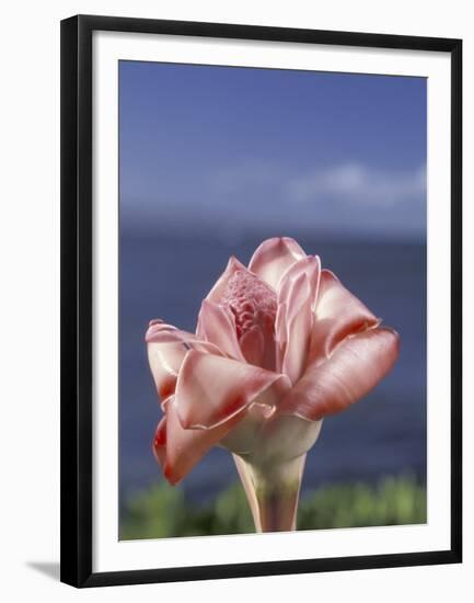 Torch Ginger and Blue Sky, Maui, Hawaii, USA-Darrell Gulin-Framed Premium Photographic Print