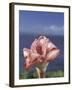 Torch Ginger and Blue Sky, Maui, Hawaii, USA-Darrell Gulin-Framed Premium Photographic Print